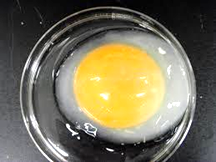 卵白が白濁しているのはなぜですか？